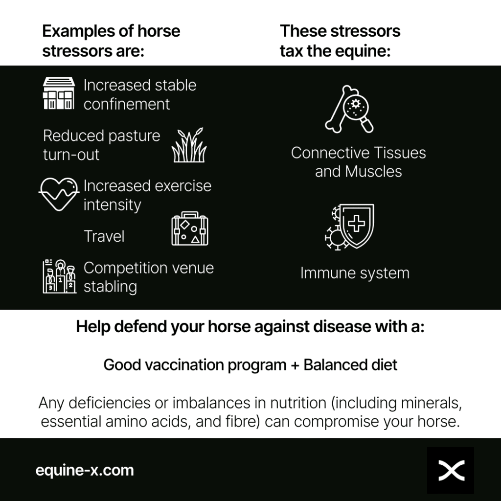Horse stressors and diet to support connective tissues, muscles and immune system